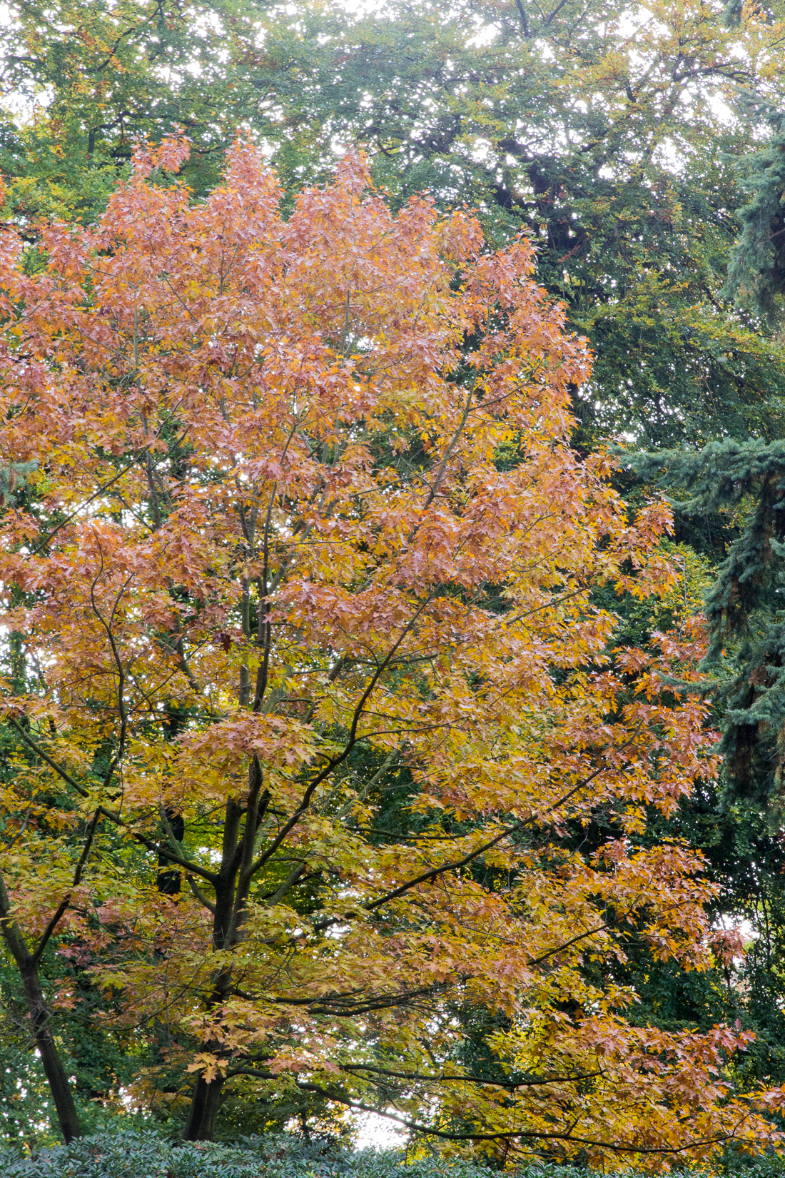 20151023-IMG_2500 1100px fotograaf studio zwolle peermos