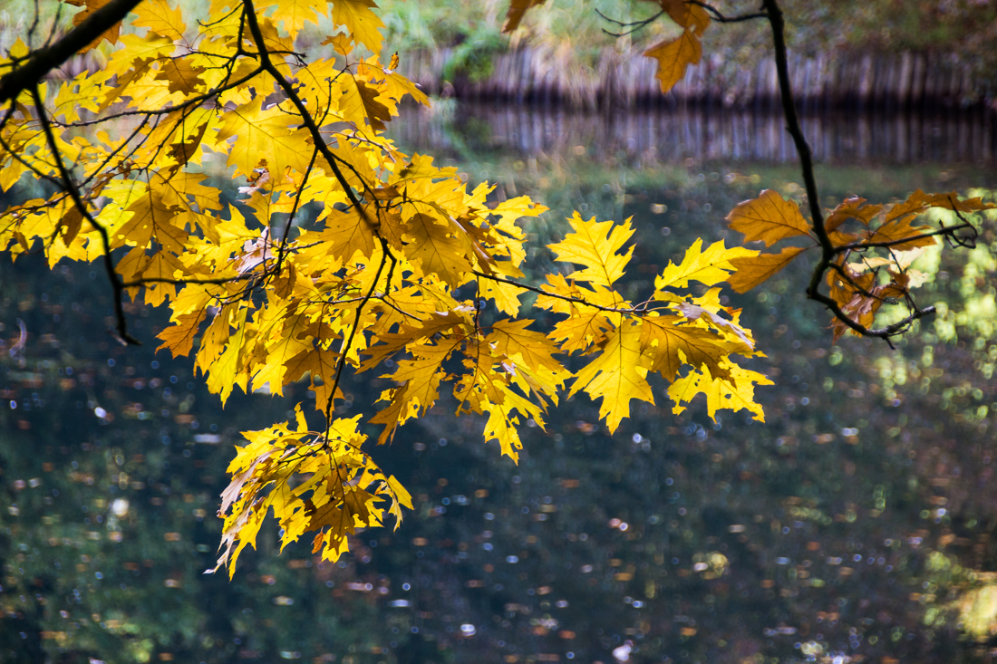 20151025-IMG_2639 1100px fotograaf studio zwolle peermos